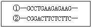 ı: ١GCCTGAAGAGAAG
ڡCGGACTTCTCTTC
