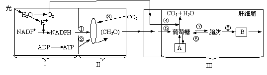 ı: ڻ