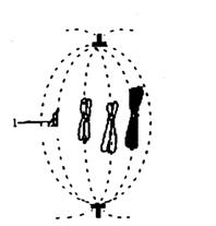 31.bmp