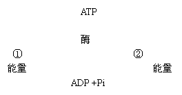 ı: ATP 

 ø
  
 
 ADP +Pi 
