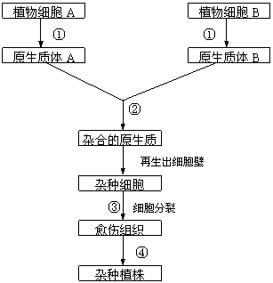 61,(14分)下图是植物体细胞杂交过程示意图,据图分析回答