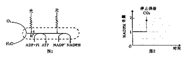 ı: 