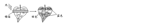 ı: 

