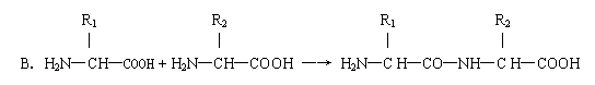 ı: R1 R2 R1 R2
    
 BH2NCHCOOH + H2NCHCOOH  H2NC HCONHC HCOOH 
